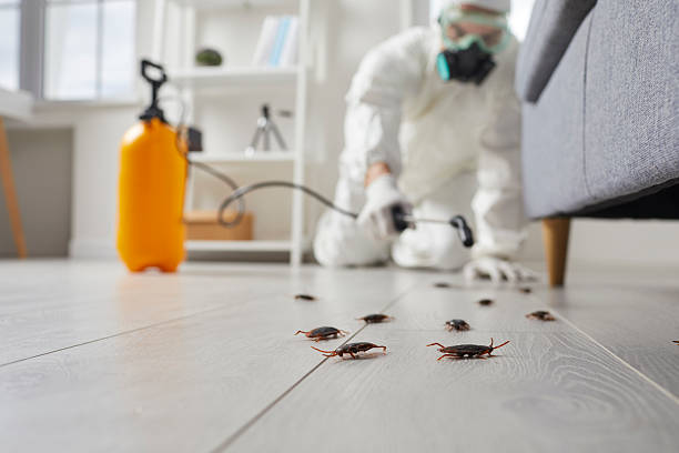 Commercial Rodent Management in Wahiawa